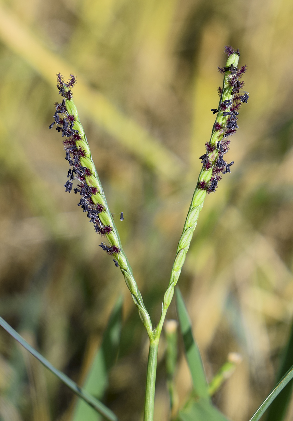 Image of Paspalum paspalodes specimen.