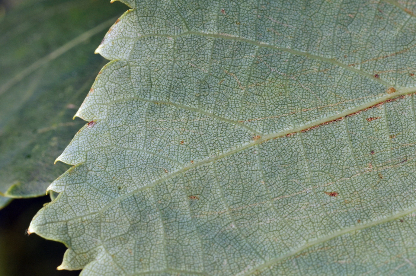 Image of genus Tilia specimen.
