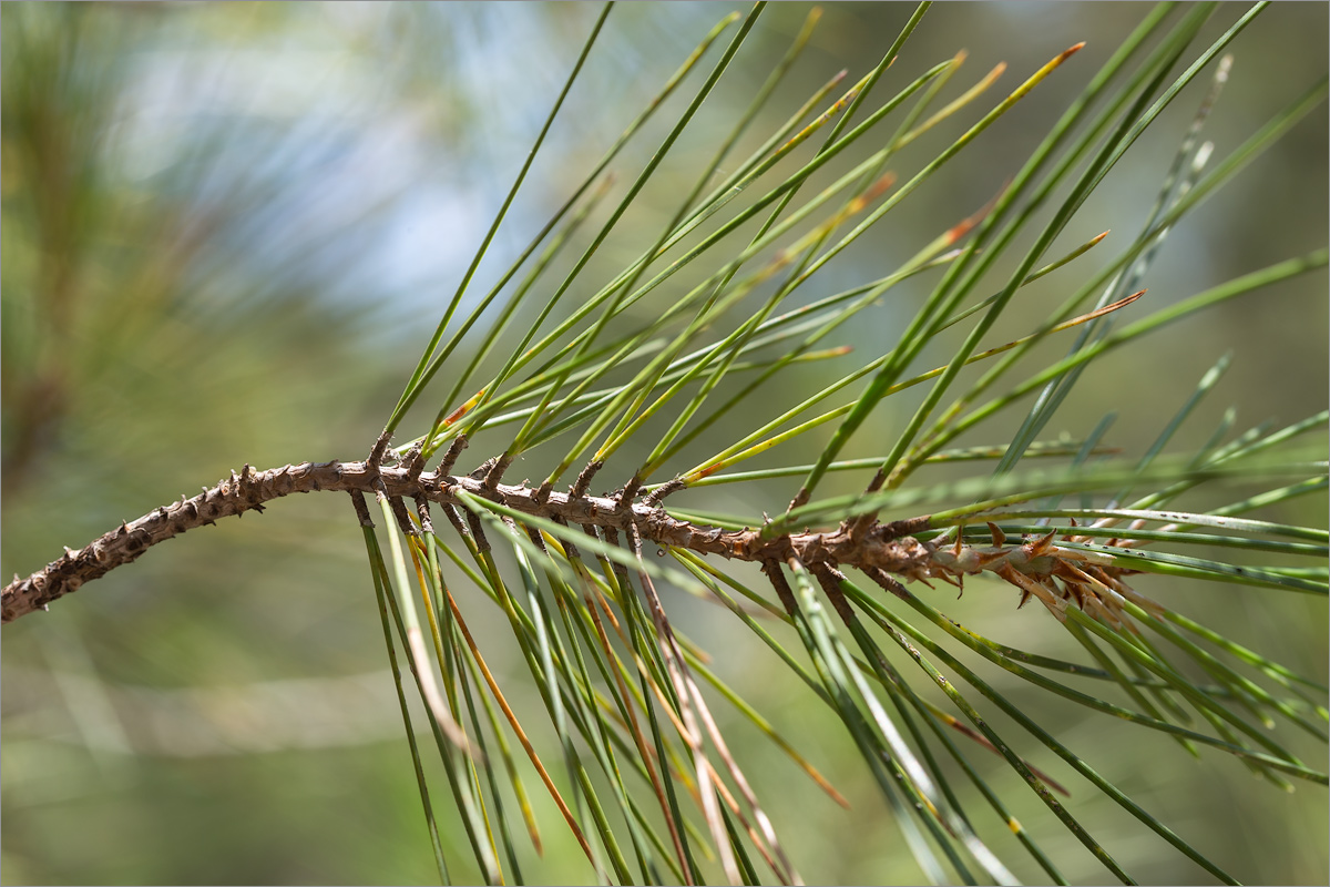 Изображение особи Pinus brutia.