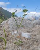 Cerastium glomeratum