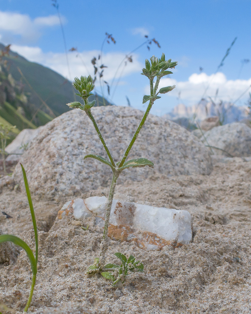 Изображение особи Cerastium glomeratum.