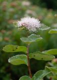 Spiraea beauverdiana