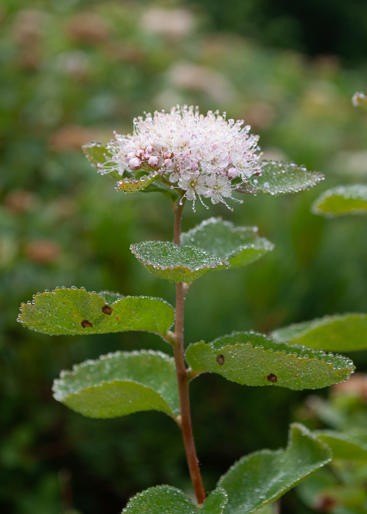 Изображение особи Spiraea beauverdiana.