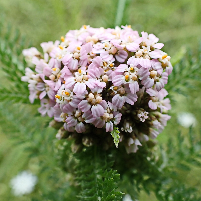 Image of genus Achillea specimen.