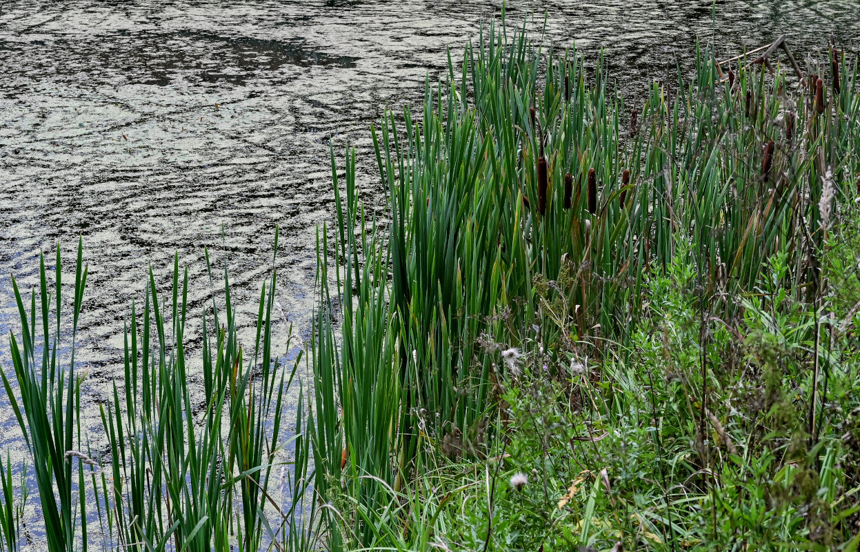 Изображение особи Typha latifolia.