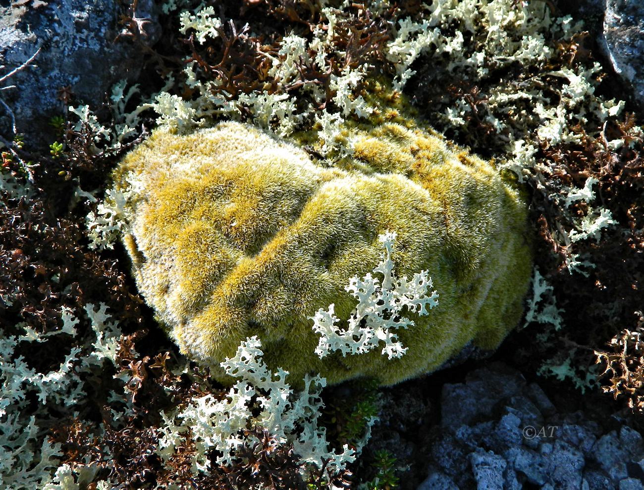 Image of genus Grimmia specimen.