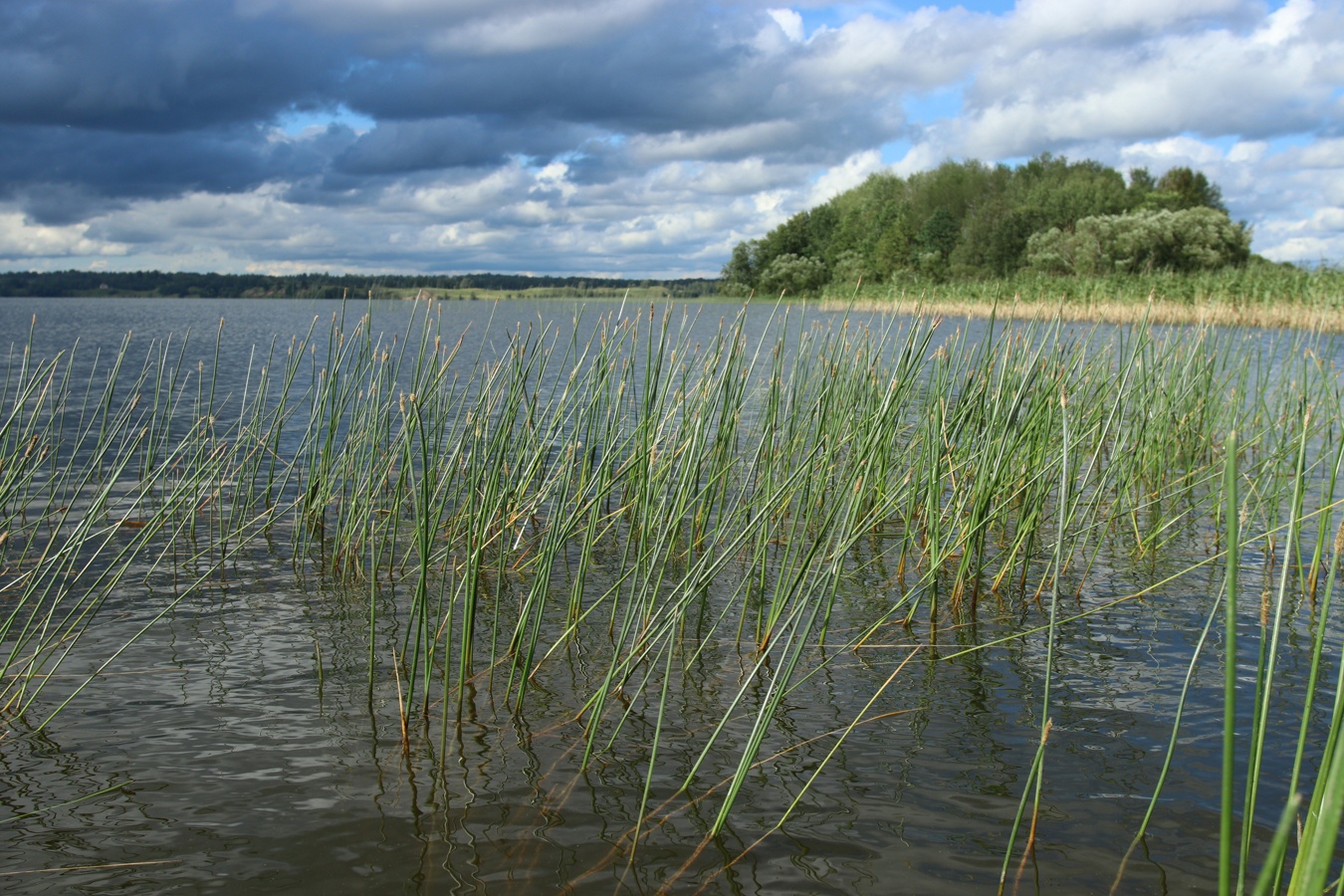 Image of Eleocharis palustris specimen.