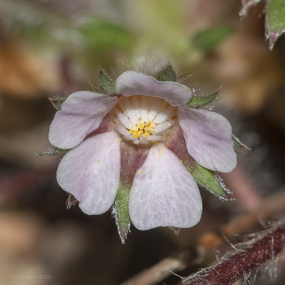 Image of Potentilla micrantha specimen.
