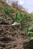 Tulipa berkariensis
