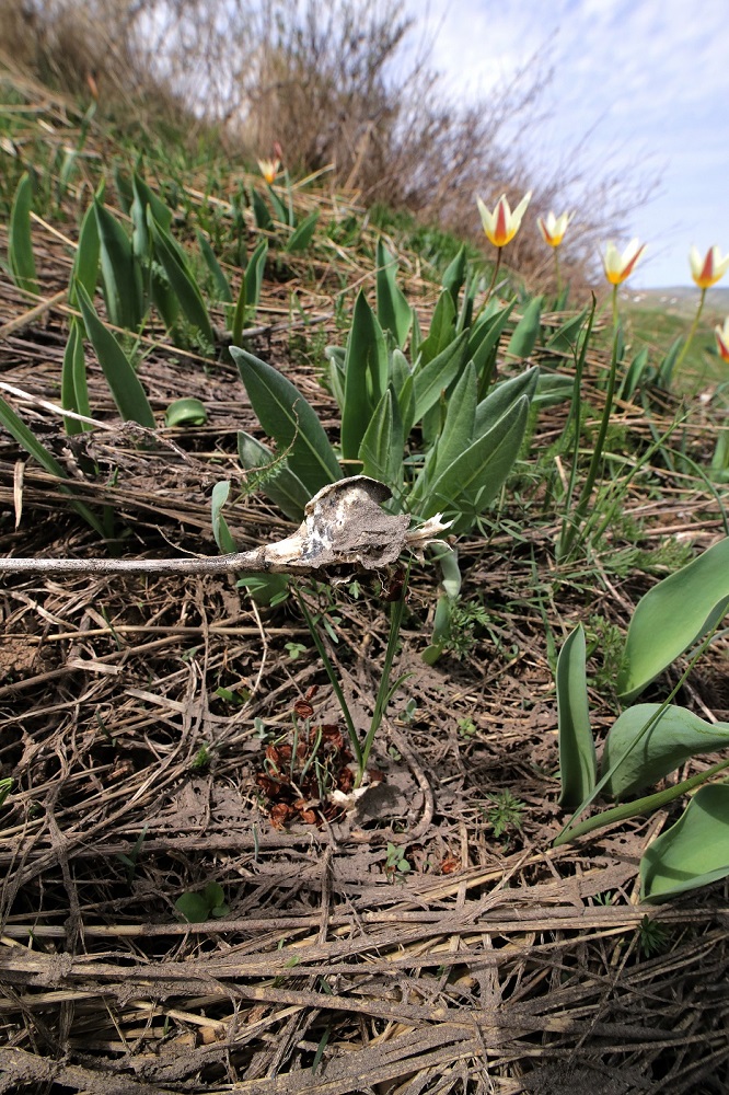 Изображение особи Tulipa berkariensis.