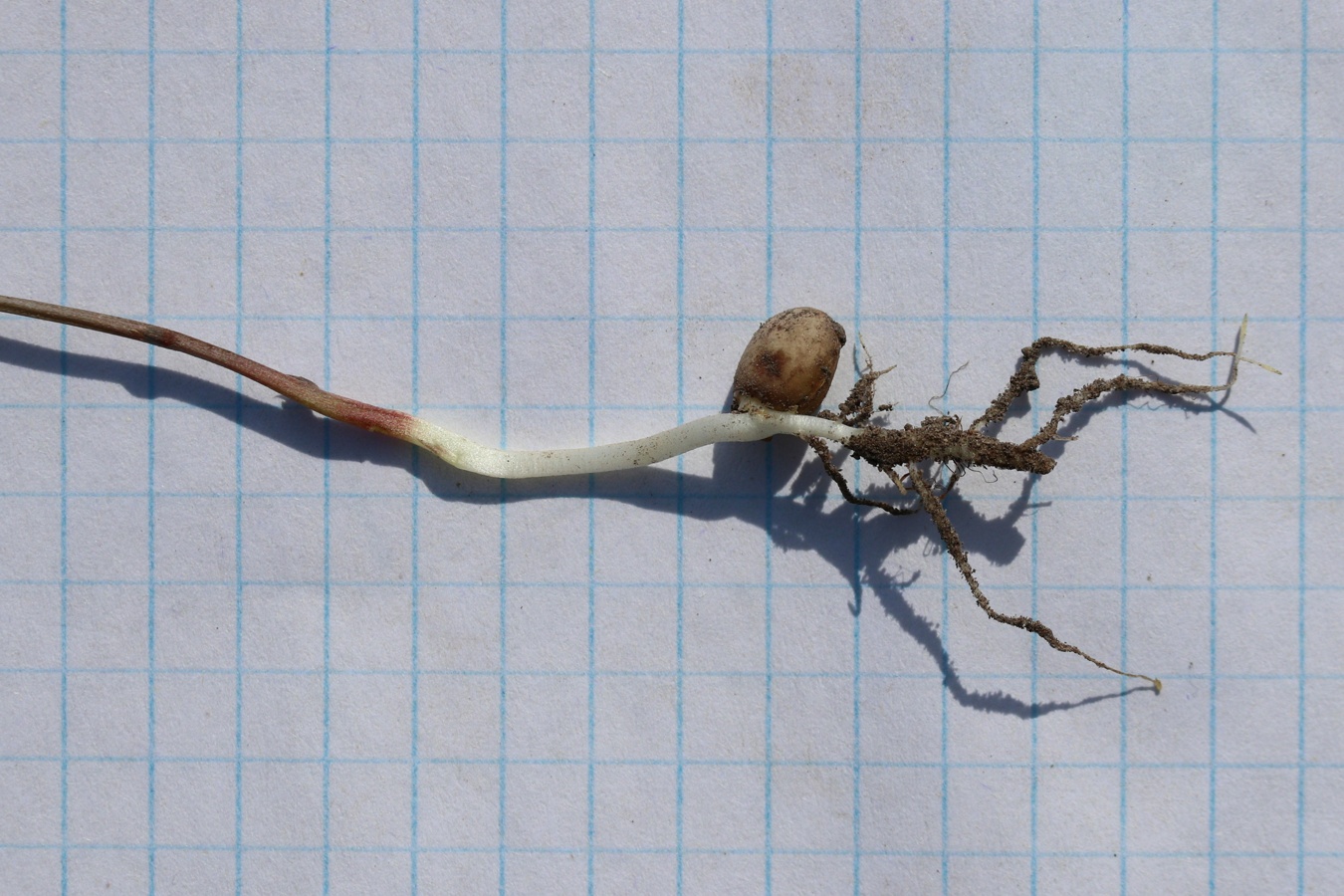 Image of Vicia sativa specimen.