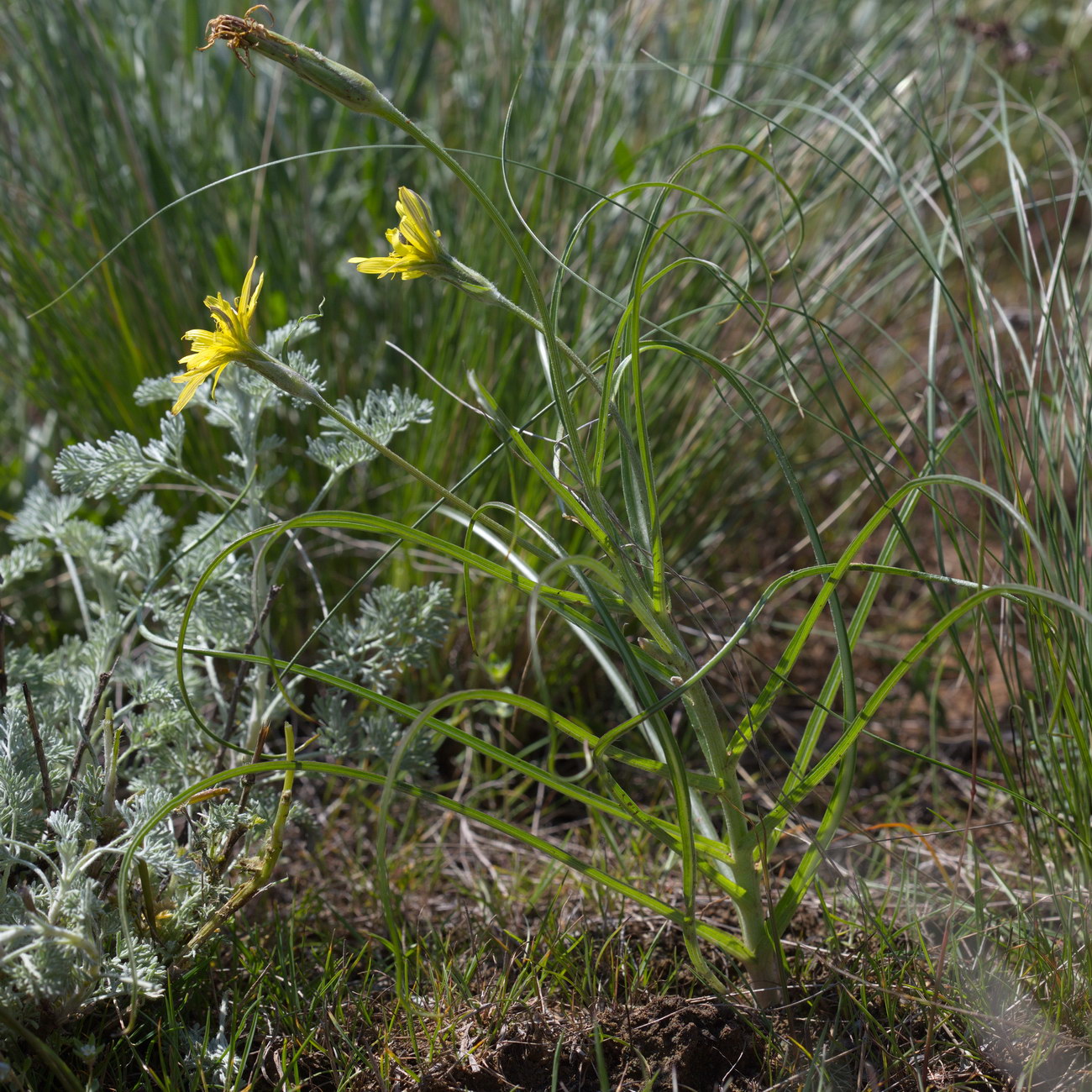 Image of genus Scorzonera specimen.