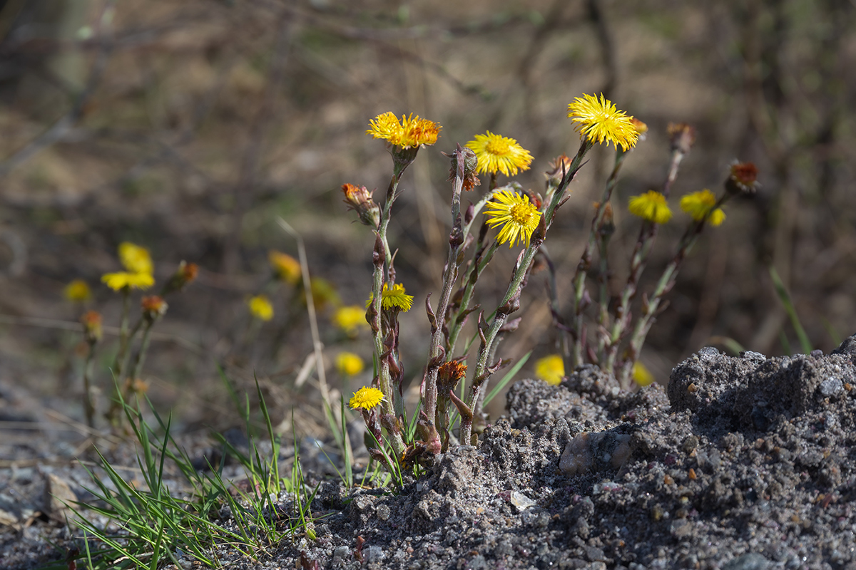 Image of Tussilago farfara specimen.