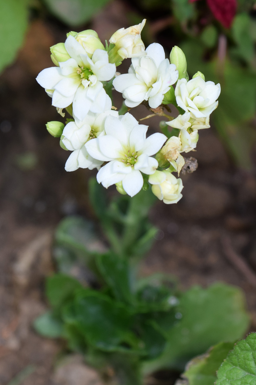 Изображение особи род Kalanchoe.