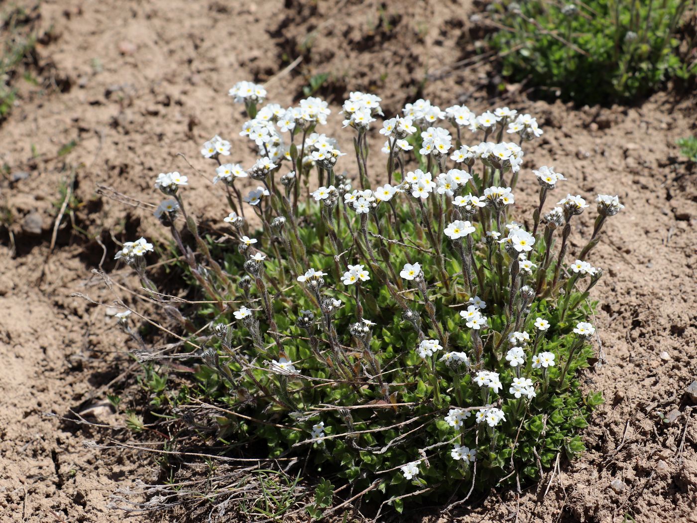 Image of Eritrichium villosum specimen.
