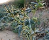 Xanthium spinosum. Верхушка плодоносящего растения. Краснодарский край, Темрюкский р-н, окр. пос. Сенной. 13.08.2007.