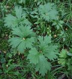 Aconitum lasiostomum