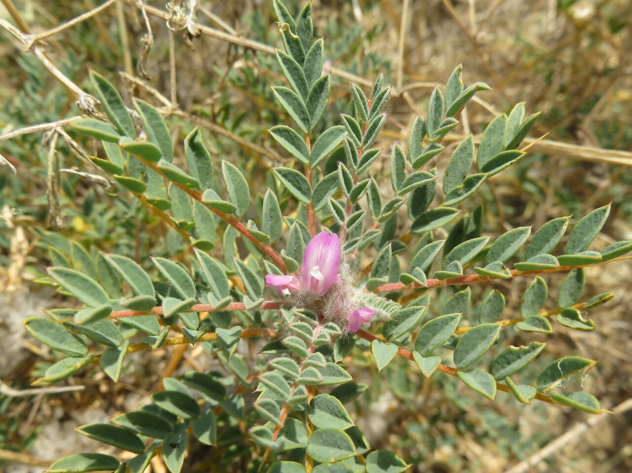 Image of Astragalus thracicus specimen.