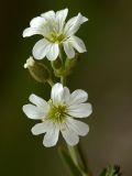 Cerastium arvense