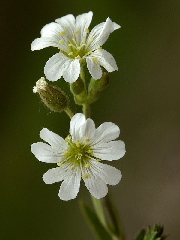 Image of Cerastium arvense specimen.