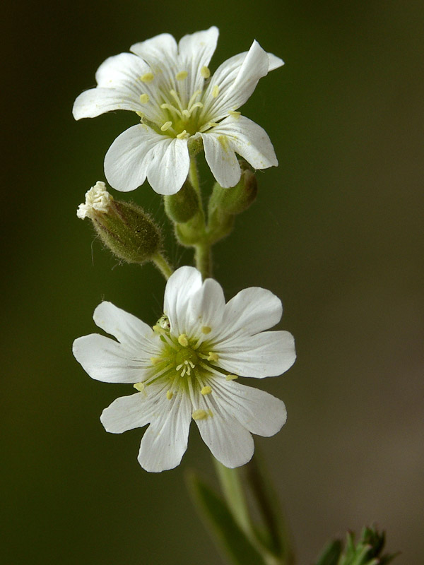 Изображение особи Cerastium arvense.