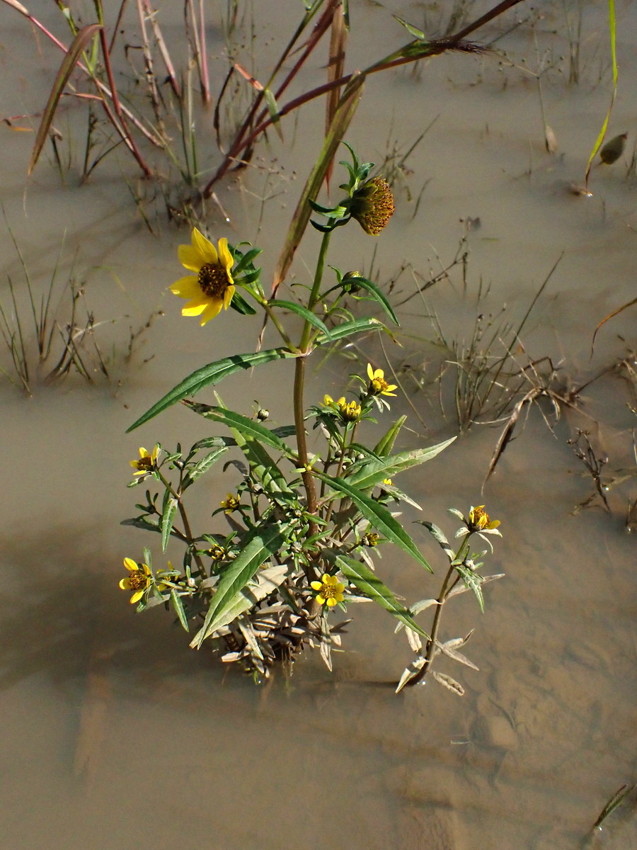 Изображение особи Bidens cernua var. radiata.
