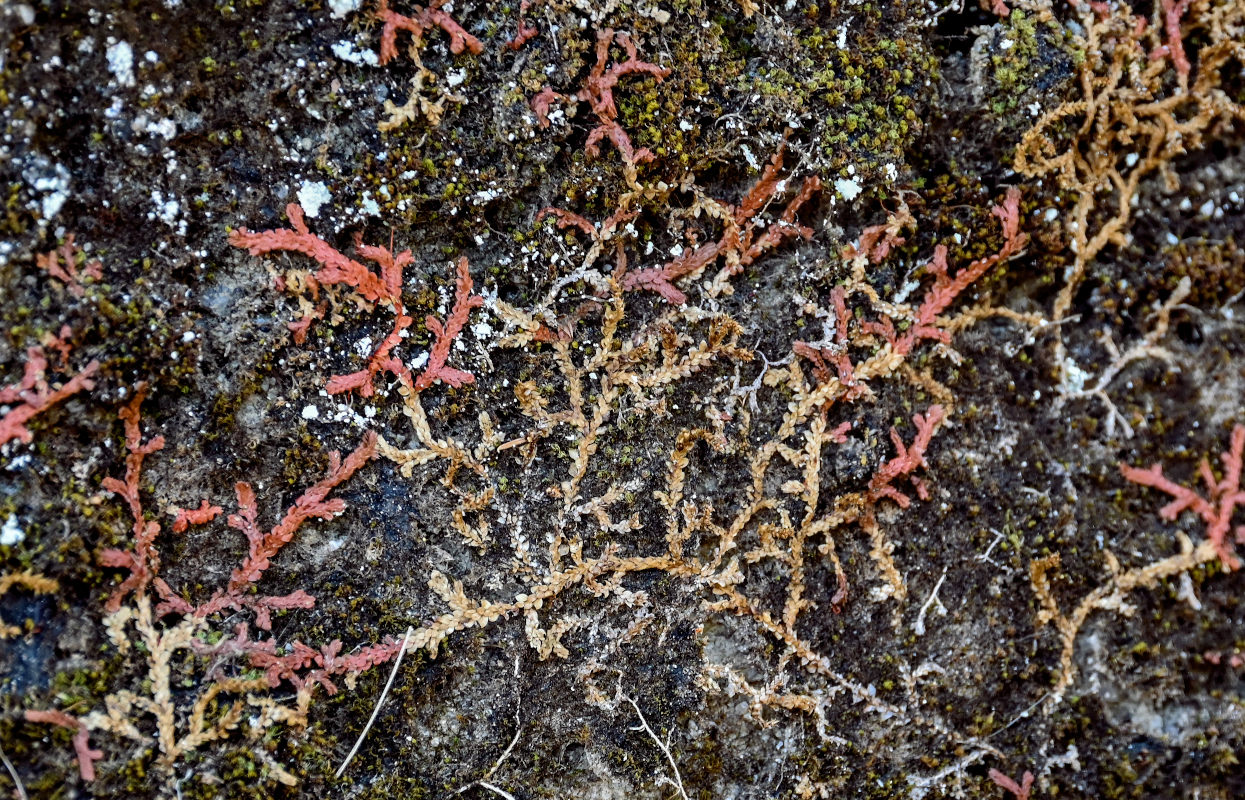 Изображение особи Selaginella denticulata.