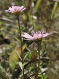 семейство Asteraceae. Верхушки растений с соцветиями. Приморский край, Хасанский р-н, Зарубинское гор. пос., окр. с. Витязь, приморский склон, луговое сообщество. 27.09.2025.