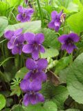 Viola odorata. Цветки. Крым, Севастополь, Ушакова балка. 9 апреля 2011 г.