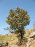 Crataegus pontica. Плодоносящее растение. Казахстан, Зап. Тянь-Шань, зап. оконечность Таласского Алатау, каньон Машат, правый борт, саванноидный склон юго-зап. экспозиции. 21 сентября 2025 г.