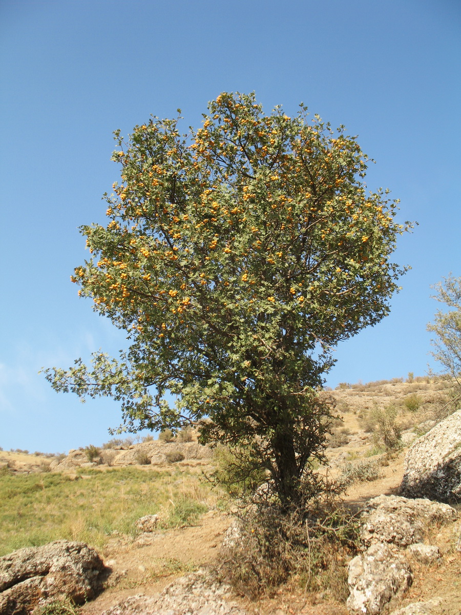 Image of Crataegus pontica specimen.