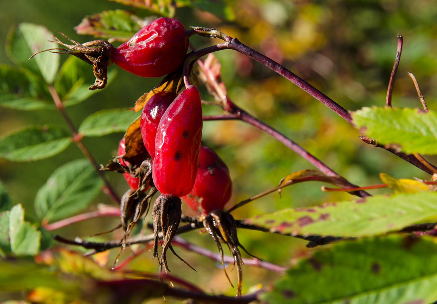 Image of genus Rosa specimen.