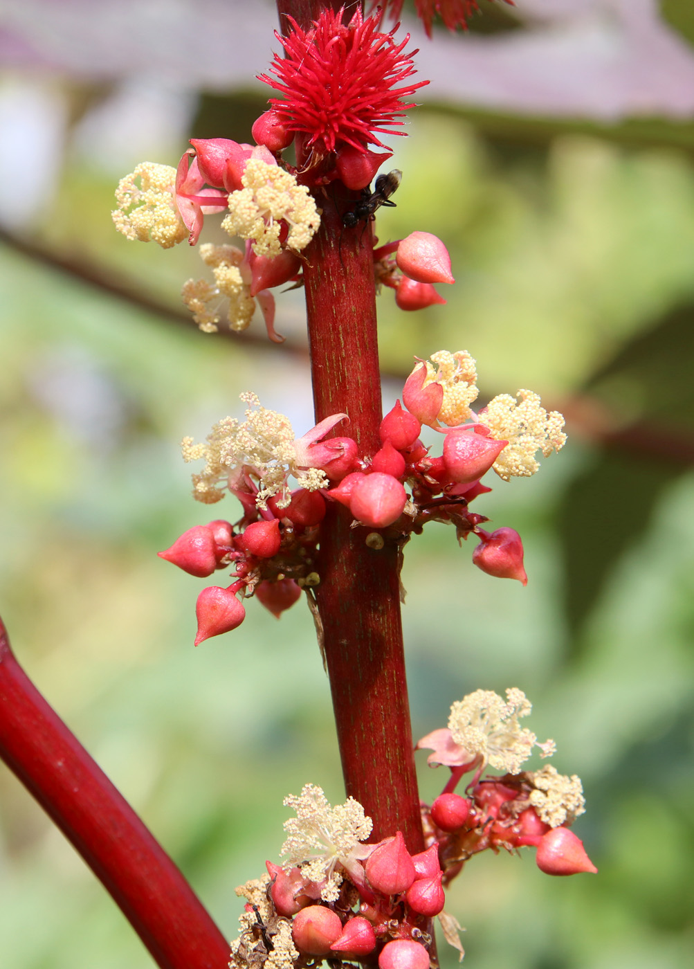Image of Ricinus communis specimen.