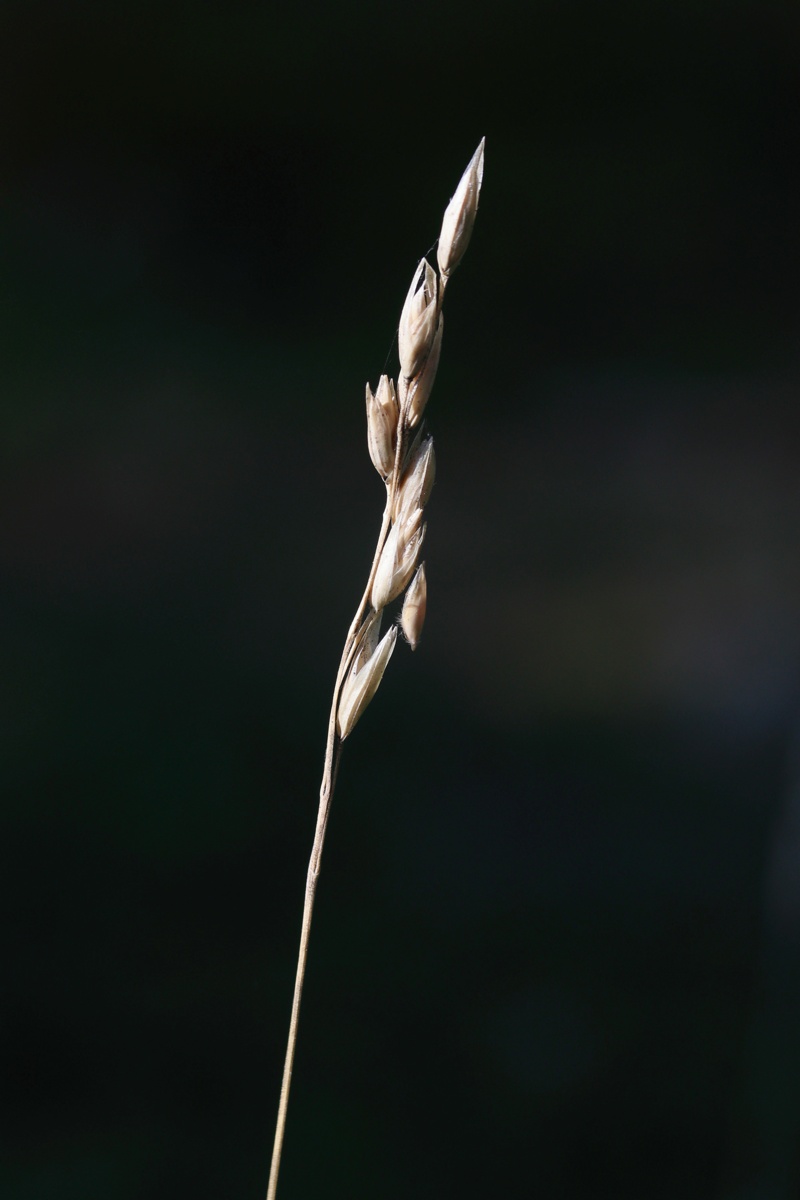Image of Sieglingia decumbens specimen.