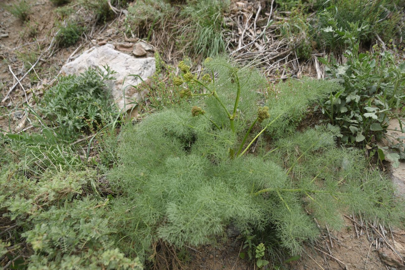 Image of Prangos ferulacea specimen.