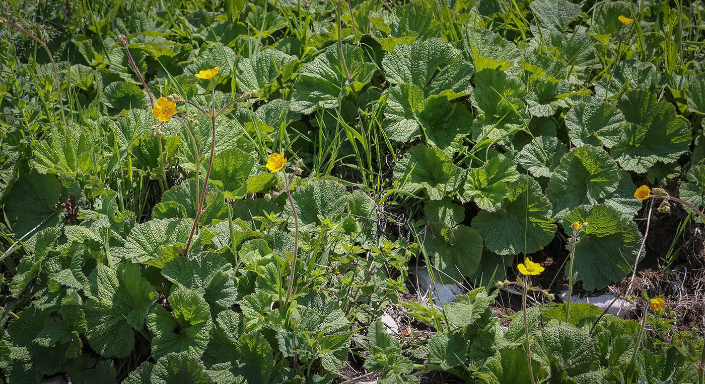 Изображение особи Geum latilobum.