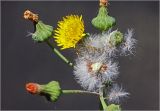 Sonchus oleraceus. Соцветия (раскрывшееся и отцветшие) и соплодие с созревшими плодами. Московская обл., Раменский р-н, окр. дер. Хрипань, садовый участок. 11.09.2025.