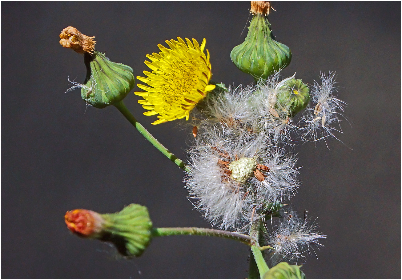 Изображение особи Sonchus oleraceus.
