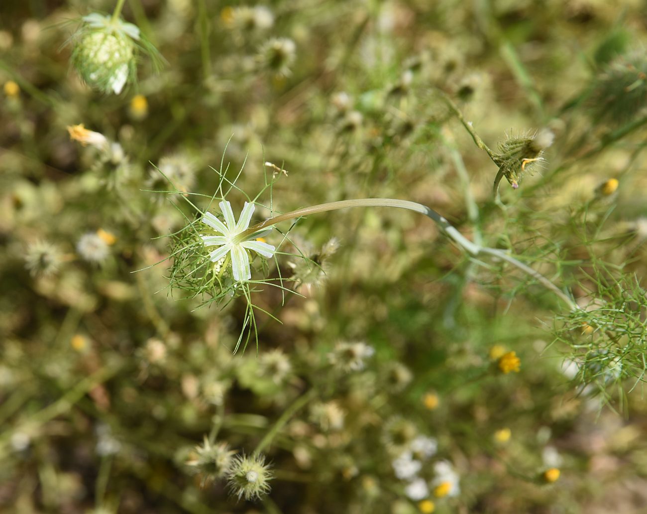 Image of Artedia squamata specimen.