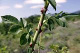 Rosa canina. Часть побега. Крым, окр. с. Запрудное, лавандовое поле. 14.07.2021.