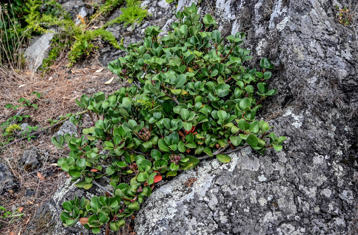 Image of Rhaphiolepis umbellata specimen.