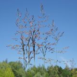 Calamagrostis canescens. Верхушки побегов с соцветиями. Ульяновская обл., окр. г. Димитровград, пойма р. Бол. Черемшан, старица оз. Горелое, местами заросший ивняком заболоченный луг. 09.06.2024.