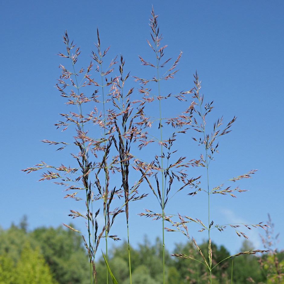 Изображение особи Calamagrostis canescens.