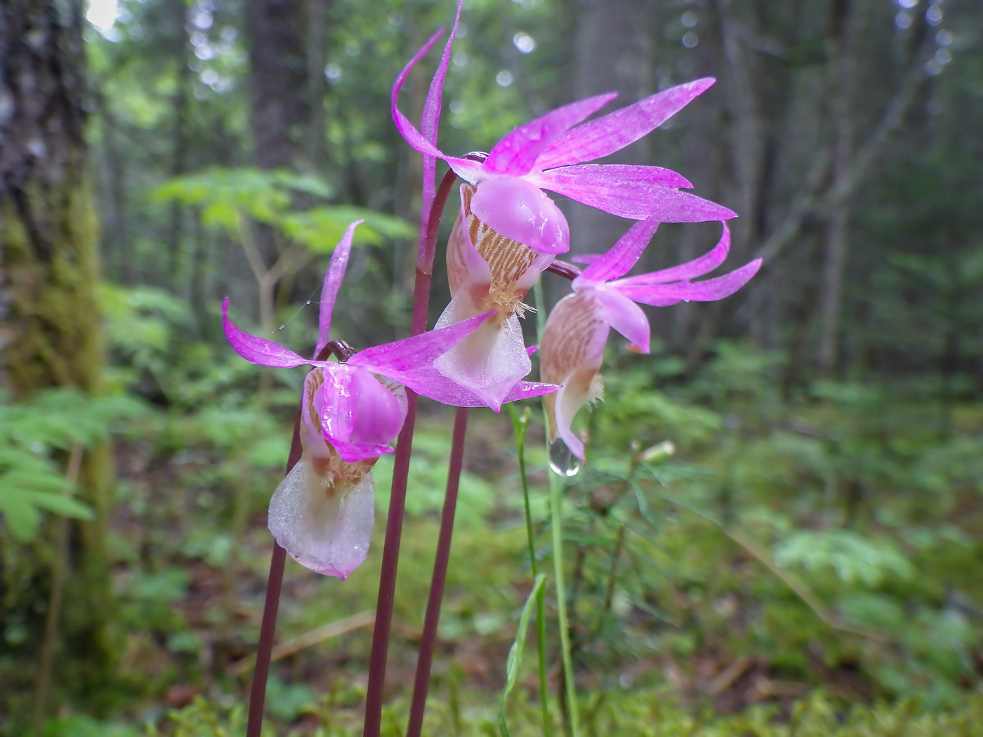 Изображение особи Calypso bulbosa.