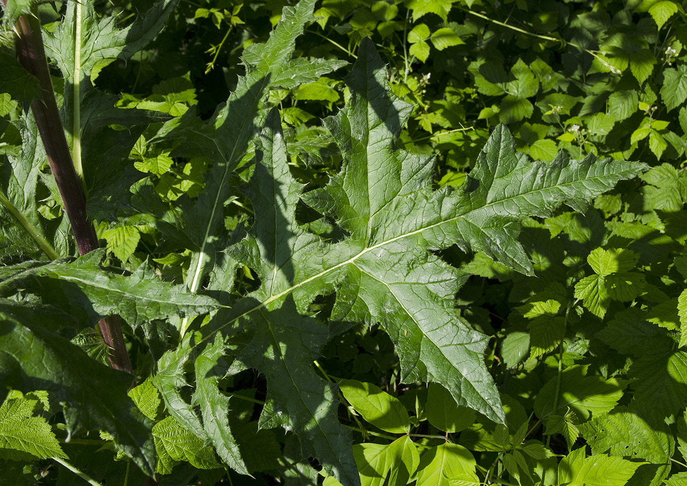 Image of Echinops sphaerocephalus specimen.