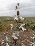 Phlomoides uniflora. Верхушка цветущего растения. Узбекистан, Джизакская обл., Фаришский р-н, ≈ 5 км на с-з от с. Тычанкудук, пустынная степь. 18.04.2025.