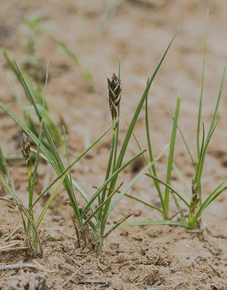 Image of Carex stenophylla specimen.