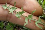 Taraxacum tortilobum