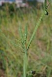 Lathyrus hirsutus. Часть побега. Краснодарский край, окр. г. Адлер, вырубка под ЛЭП. 30.06.2024.
