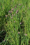 Allium schoenoprasum. Растения с развивающимися соцветиями. Санкт-Петербург, Кировский р-н, цветник на бульваре. 19.05.2026.